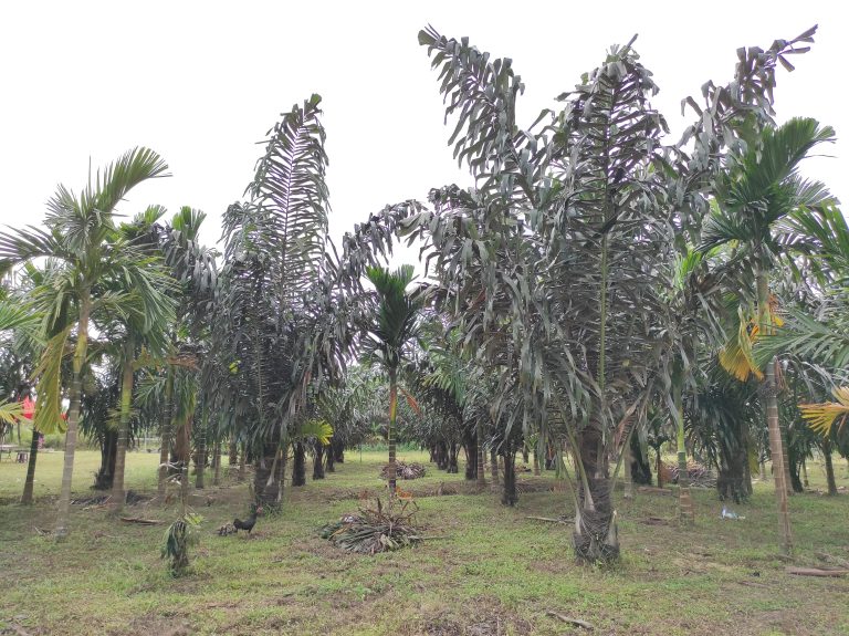 Manfaat Tanaman Aren untuk Kesehatan, Konservasi dan Bahan Baku Industri