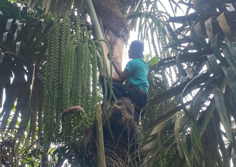 Pohon Aren Adalah Simbol Kemandirian Pangan